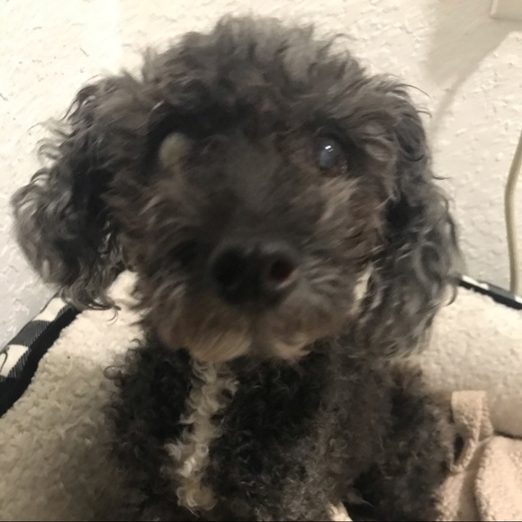 Meet your Posher, Emerson - Picture 1 of 1